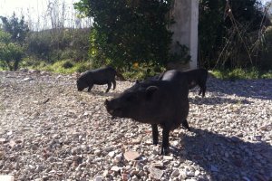 Reclaman una solucin al problema de los cerdos vietnamitas en el Saladar de Xbia