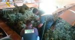 La Guardia Civil desmantela un cultivo de ms de 800 plantas de marihuana en Pedreguer