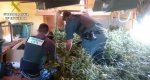 La Guardia Civil desmantela un cultivo de ms de 800 plantas de marihuana en Pedreguer