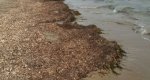 Ya se han retirado ms de 1.500 toneladas de algas pero an quedan playas de Dnia por limpiar