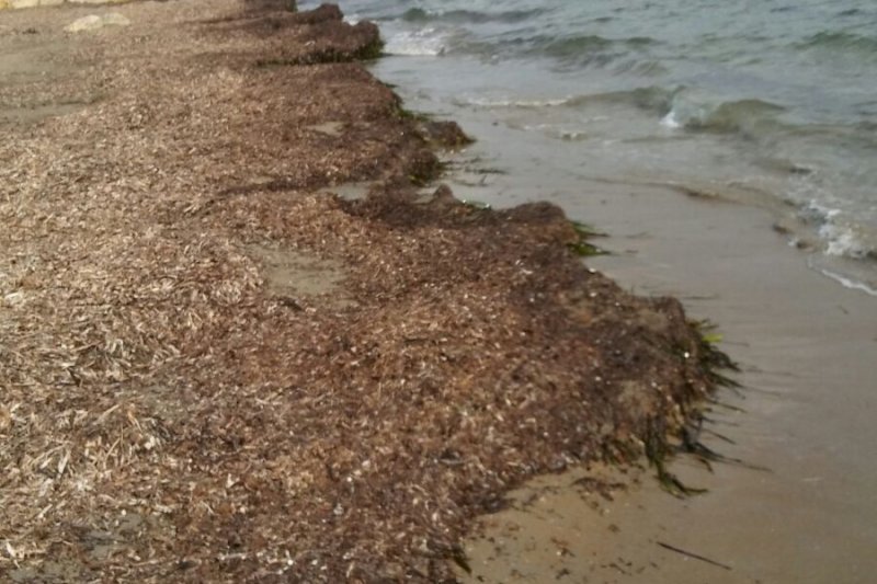 Ya se han retirado ms de 1.500 toneladas de algas pero an quedan playas de Dnia por limpiar