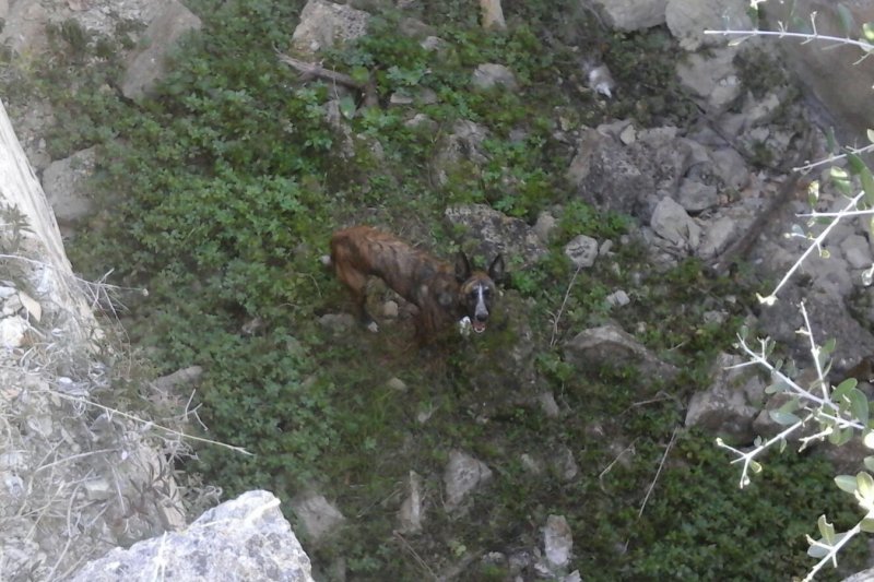 Rescatan un perro de un aljibe en Xbia