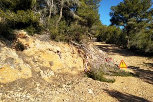 Diputaci millora la massa forestal de la Serra d'Olt