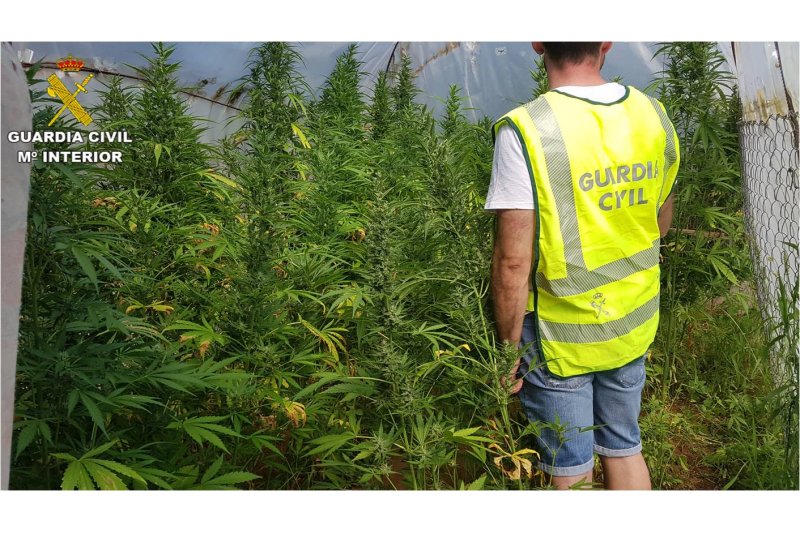 La Guardia Civil detiene a 3 personas en Pedreguer por cultivar ms de 250 plantas de marihuana