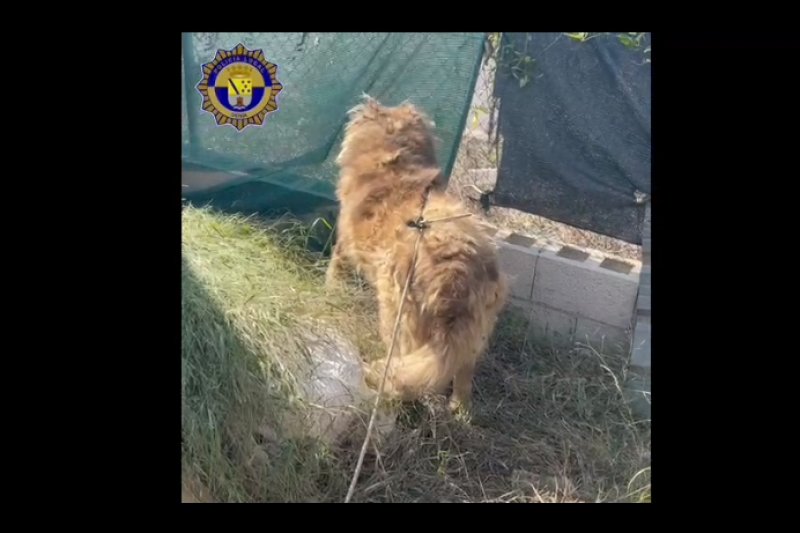 La Polica Local de Dnia rescata a un perro en estado de abandono