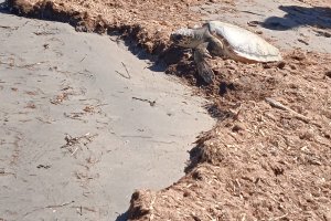 La campanya de sensibilitzaci per a protegir les tortugues arribar a Dnia i Xbia