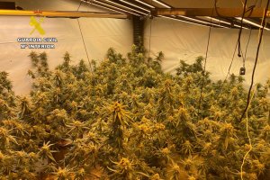 La Guardia Civil desmantela una plantacin de marihuana en Pedreguer