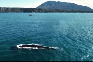 Albirament de quinze balenes en Les Rotes 