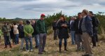 Agricultors i vens de Benissa protesten per la tala massiva dametlers sans per combatre la xylella