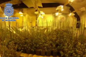 La Polica Nacional desmantela una plantacin de marihuana en el Poble Nou de Benitatxell