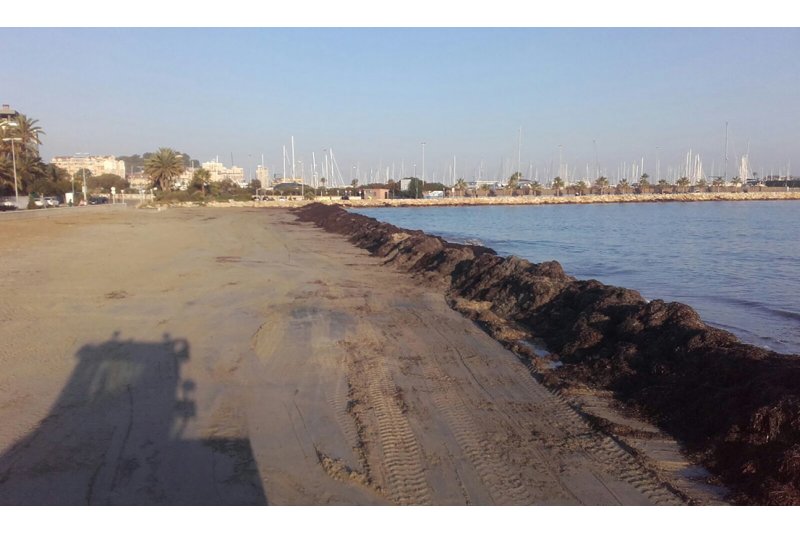 Dnia intenta frenar la erosin en las playas con barreras de posidonia