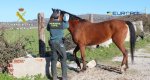 Un empresario holands diriga desde Calp una red de comercio de carne de caballo no apta para el consumo