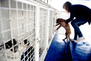 Baleria ha transportado 60.000 mascotas desde enero