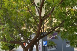 Alarma en el carrer Coln: una sombrilla perillosa atrapada en un arbre