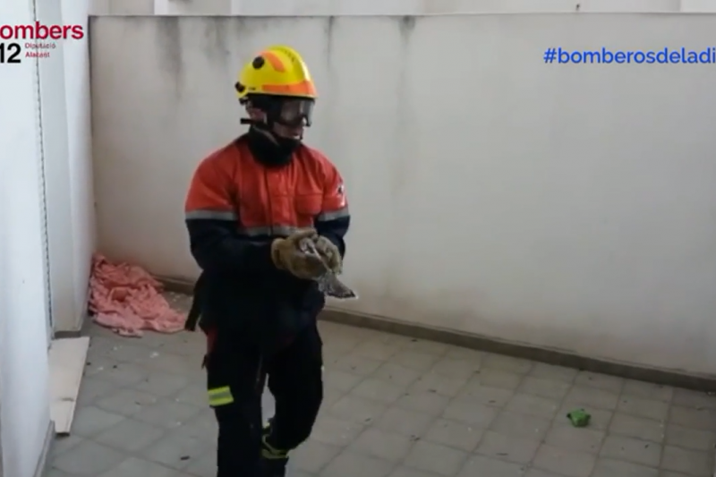 Los bomberos rescatan dos cras de halcn en Dnia 