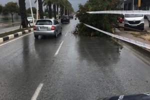 Un árbol cae en la carretera de Dénia a Ondara