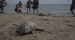 Dnia conmemora el Da Mundial de los Ocanos con la suelta de tres tortugas recuperadas en el Oceanogrfic