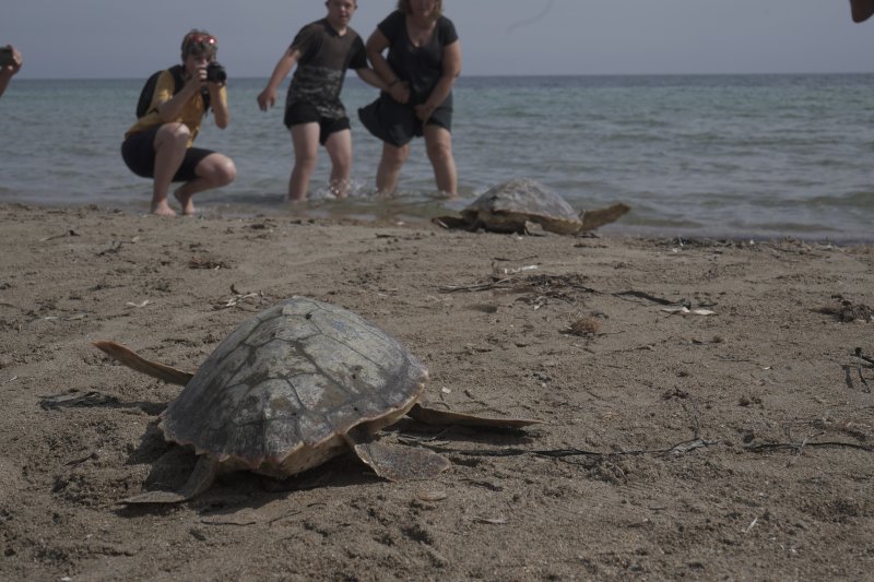 Dnia conmemora el Da Mundial de los Ocanos con la suelta de tres tortugas recuperadas en el Oceanogrfic
