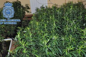 La Polica Nacional desmantela en Dnia un cultivo de 500 plantas de marihuana