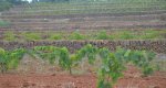 Unas jornadas en Jess Pobre analizan la produccin de vinos naturales 