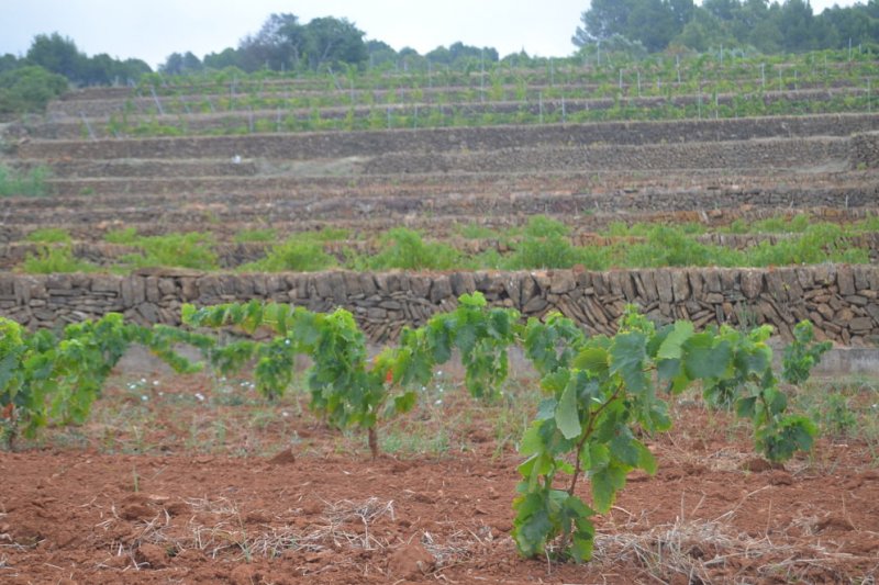 Unas jornadas en Jess Pobre analizan la produccin de vinos naturales 