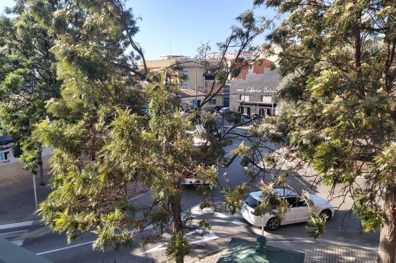 Cae un árbol  en la avenida de Alcoi de Dénia 