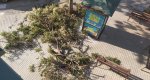 Cae un árbol  en la avenida de Alcoi de Dénia 