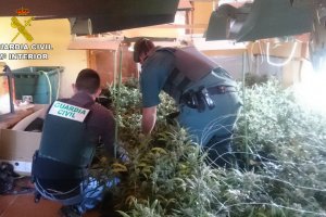 La Guardia Civil desmantela un cultivo de más de 800 plantas de marihuana en Pedreguer