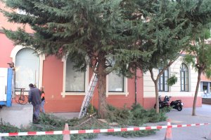 L'Ajuntament de Dnia elimina set arbres enfront del Museu dels Joguets
