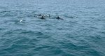 Avistan varios ejemplares de delfines y rorcuales en Dnia