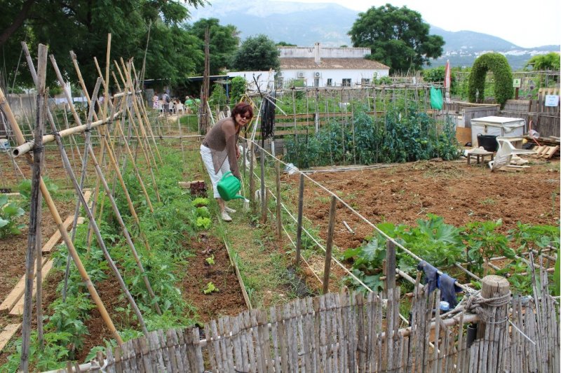 L'Ajuntament deixa als usuaris dels horts urbans recollir les verdures 