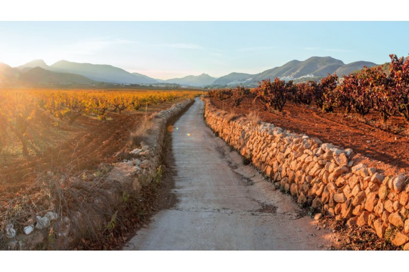 La DOP Alicante y la Ruta del vino salen en defensa de los últimos paisajes vitivinícolas de Alicante