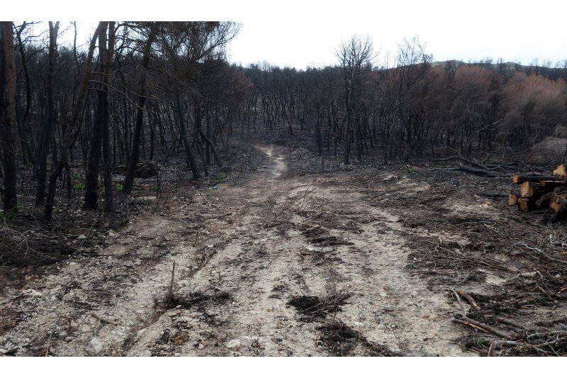 El Ayuntamiento de Xbia licita un plan de prevencin forestal y recuperacin paisajstica en la Granadella