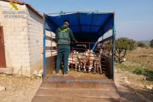 Tres detenidos en Vall de Laguar por robar y vender corderos en el mercado negro
