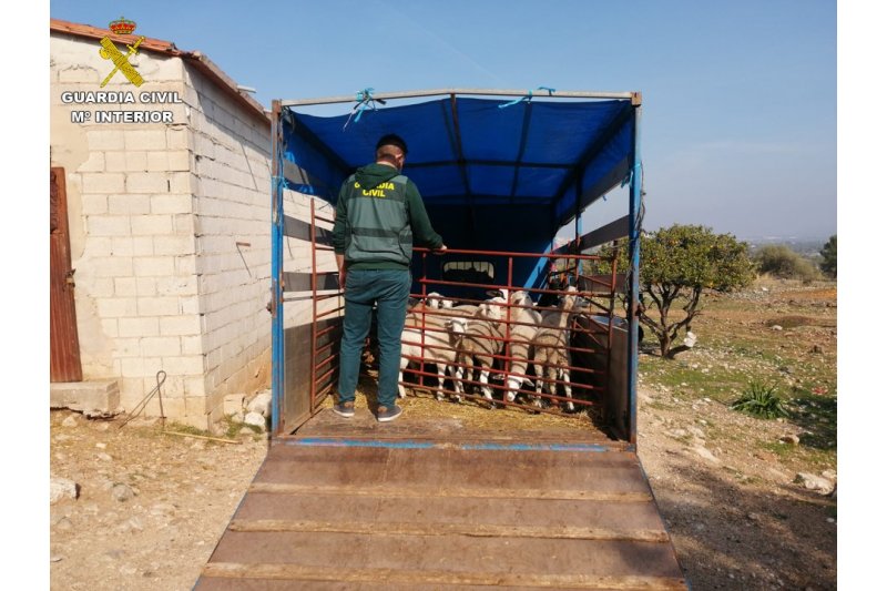 Tres detenidos en Vall de Laguar por robar y vender corderos en el mercado negro