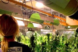 La Policía Nacional desmantela un cultivo de más de 1.300 plantas de marihuana en Dénia 
