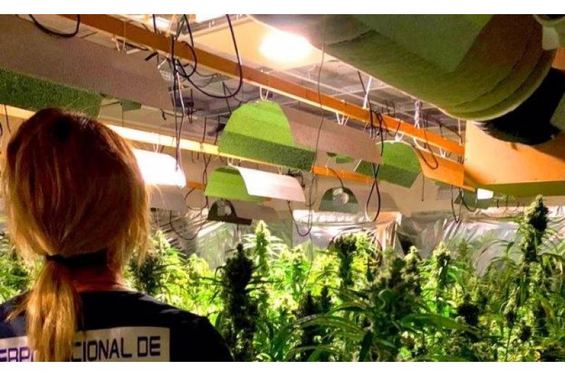 La Polica Nacional desmantela un cultivo de ms de 1.300 plantas de marihuana en Dnia 