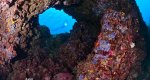 Mostrar lo que hay debajo: El Open FotoSub Geas descubre la riqueza de nuestros fondos marinos