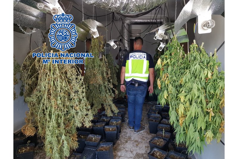 La Polica Nacional desmantela en Dnia una plantacin de marihuana y detiene a tres personas