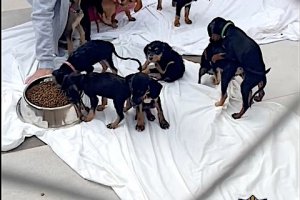 Así vivían 18 perros en terribles condiciones en una chabola de Dénia 