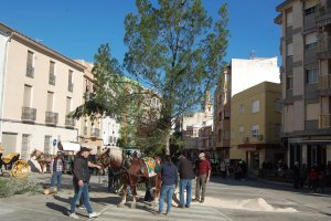 Plantada de pi i foguera per a celebrar Sant Antoni a Pego