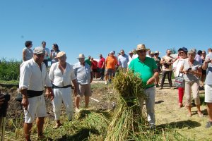 Els carreters pegolins evoquen les seues arrels amb una sega manual per inaugurar la setmana gastrocultural l’arròs de les estreles