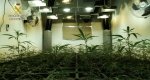 La Guardia Civil desarticula tres cultivos indoor en viviendas de Parcent y Llber 