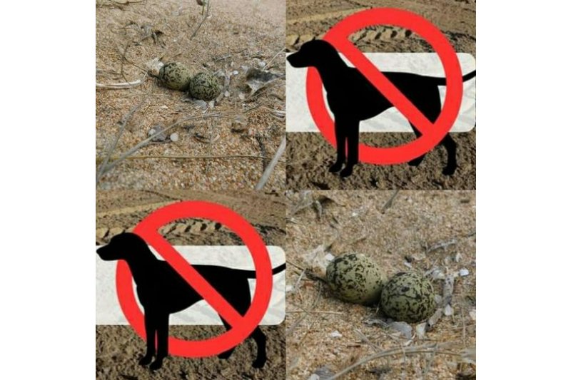 Perros no en las playas naturales de Dnia 