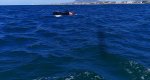 La Policía Local de Dénia rescata a un aficionado al kite surf que iba mar adentro sin control 