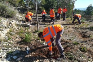 Plantació en Segària i activitats per als escolars  per a celebrar el Dia de l’arbre a Ondara