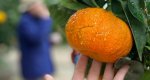 Es tiempo de erizos y naranjas en Els Magazinos