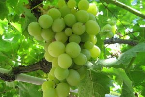 Teulada: La recoleccin de uva llegar a los 300.000 kilogramos