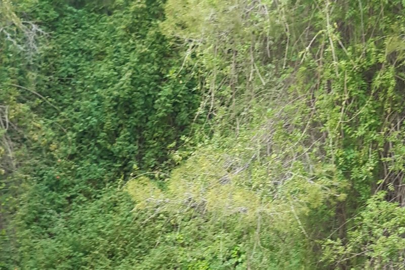 Los rboles y la vegetacin taponan el barranco de Santa Luca