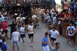 Quatre entrades i quatre bous serrils en el dia dedicat als bous al carrer de les Festes de Juliol de Pedreguer